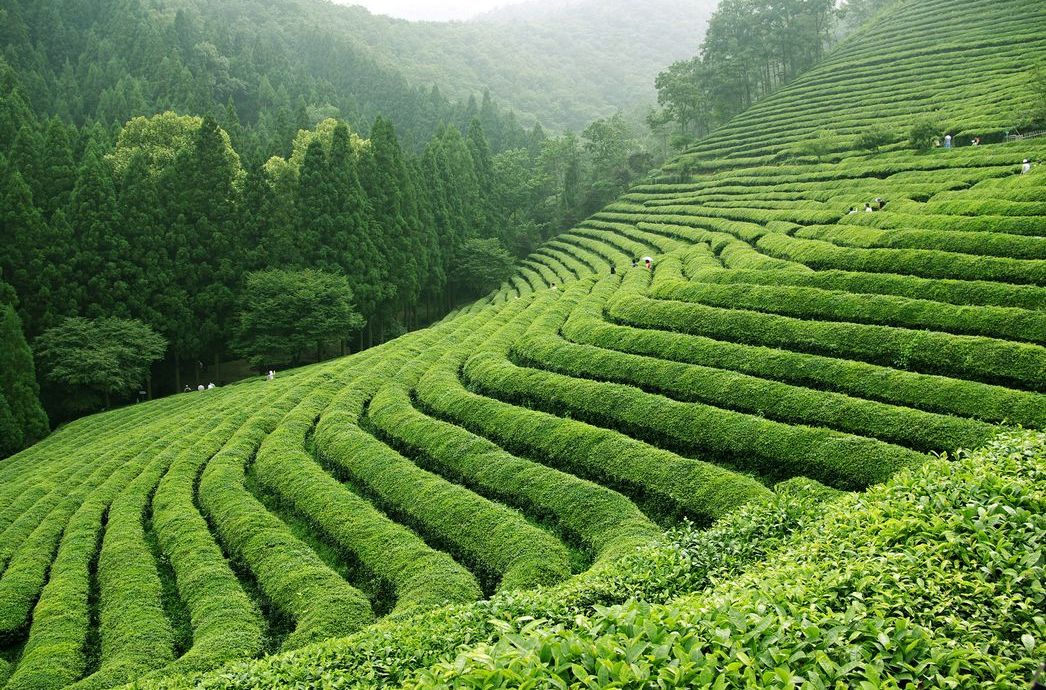 大韓茶葉觀光農園