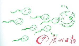 精子卵子結合(圖來自教材)