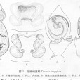 龍棲峭腹蛛 龍棲峭腹蛛