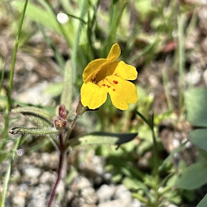Erythranthe montioides