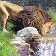 格蘭比動物園 格蘭比動物園