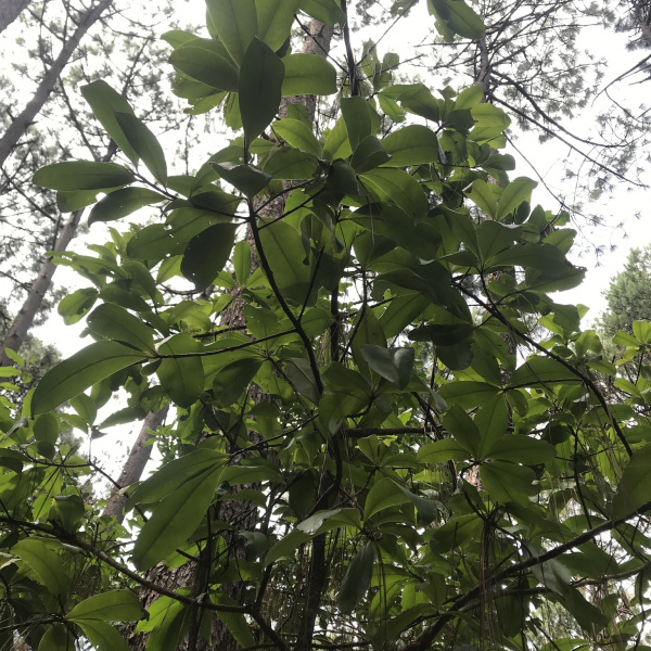 Magnolia iltisiana