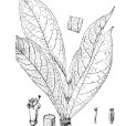 丘陵紫珠 丘陵紫珠
