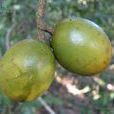 思茅山橙 思茅山橙
