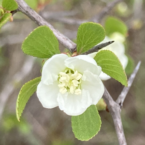 Crataegus lassa