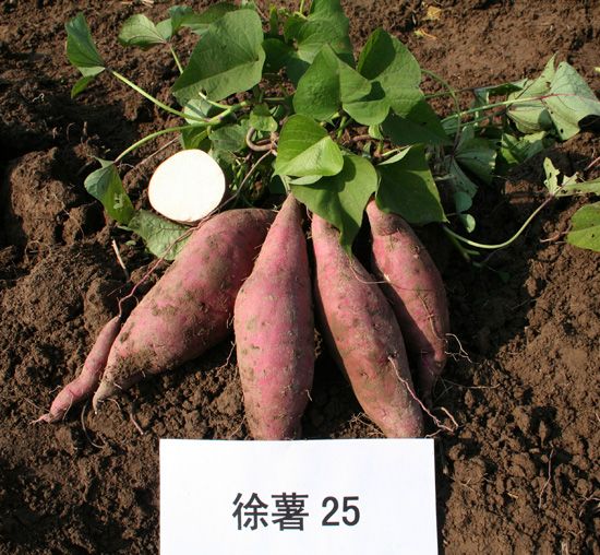 徐薯25 徐薯25