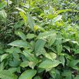 黃奇(植物) 黃奇(植物)