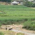 馬田村(雲南省保山市隆陽區楊柳鄉下轄村) 馬田村(雲南省保山市隆陽區楊柳鄉下轄村)
