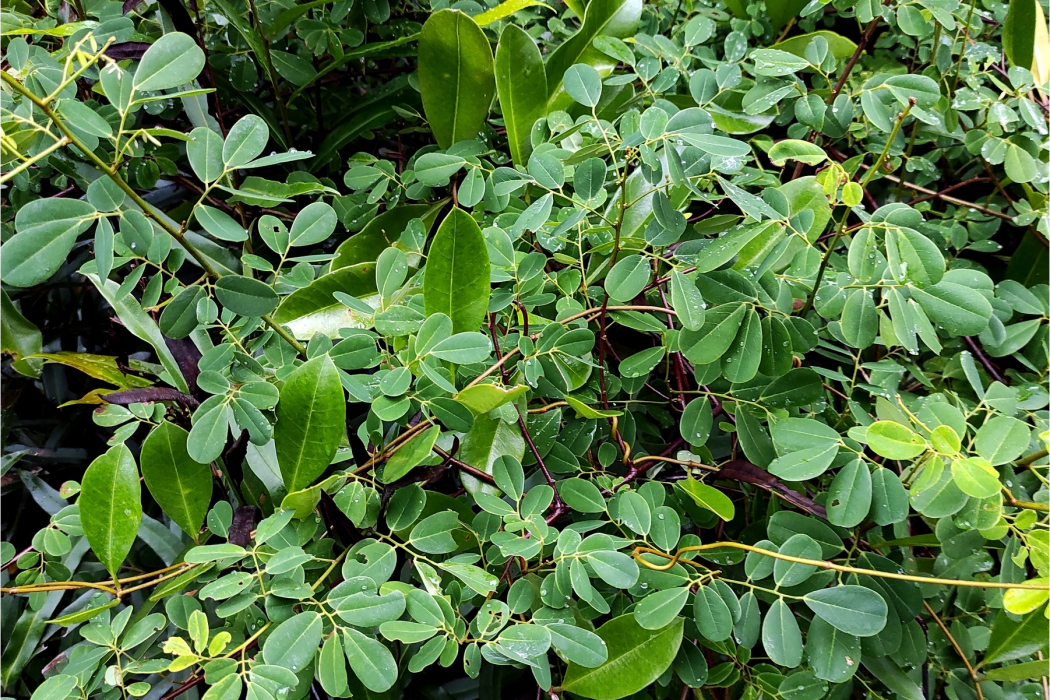 彎枝黃檀 彎枝黃檀