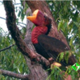 皺盔犀鳥屬 皺盔犀鳥屬