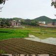 維新村(福建省泉州南安市羅東鎮維新村) 維新村(福建省泉州南安市羅東鎮維新村)