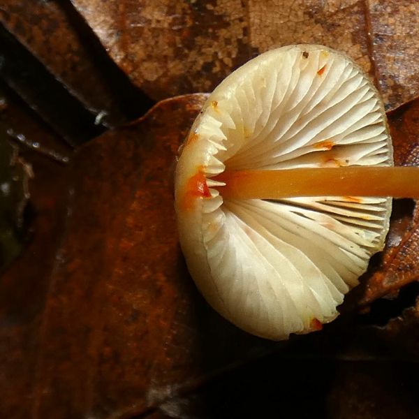 橙黃小菇 橙黃小菇