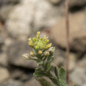 Alyssum strigosum
