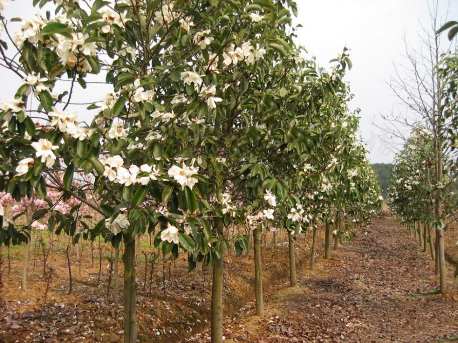 長花木 長花木