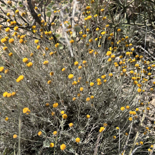 Thymophylla setifolia