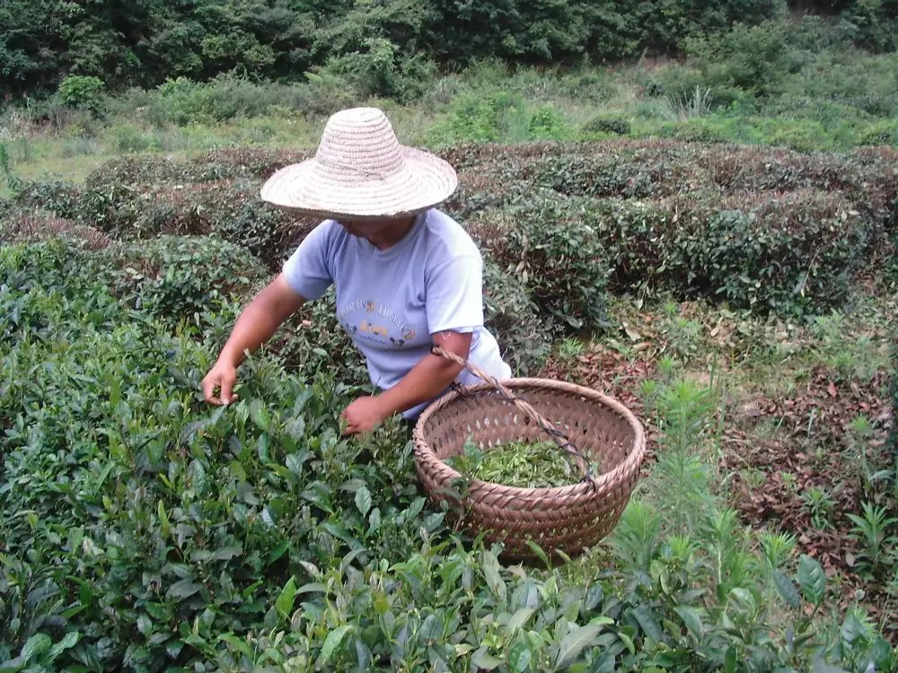 農民在採茶