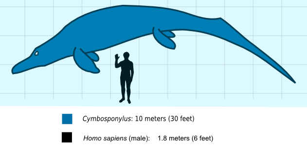 杯椎魚龍與人類大小比例