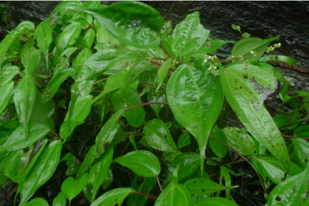 石筋草(蕁麻科冷水花屬植物) 石筋草(蕁麻科冷水花屬植物)