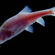 小眼金線䰾(無眼金線䰾) 小眼金線䰾(無眼金線䰾)