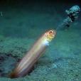 擬赤刀魚 擬赤刀魚