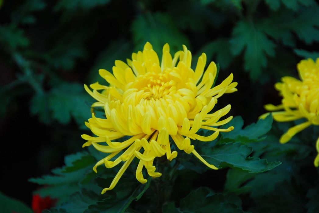 唐宇金蝶菊 唐宇金蝶菊