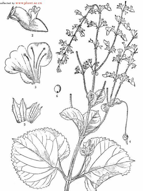 寬葉香茶菜 寬葉香茶菜