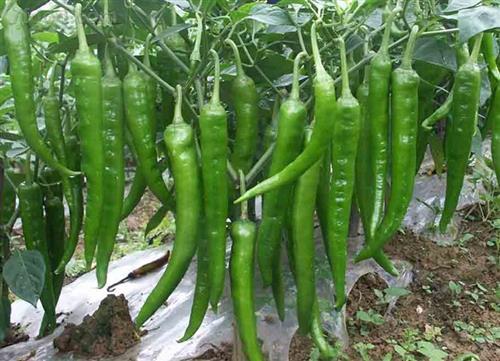 碧螺6號 碧螺6號