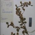 變刺小檗 變刺小檗