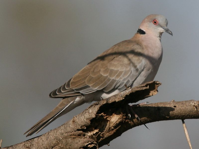 灰頭斑鳩 灰頭斑鳩