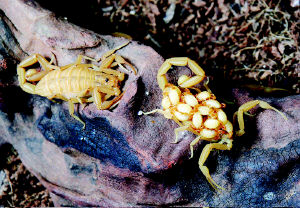 墨西哥雕像木蠍背著剛出生不久的小蠍子散步