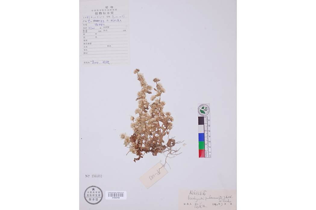 腺毛藏短星菊 腺毛藏短星菊