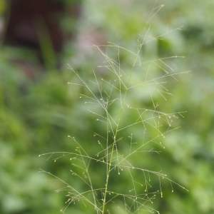 熱帶鼠尾粟