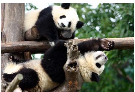 國慶熊貓