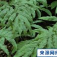 鳳丫草(植物) 鳳丫草(植物)