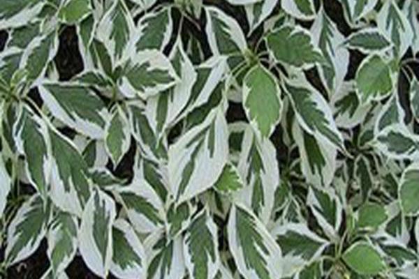 Cornus controversa \x27Variegata\x27 Cornus controversa \x27Variegata\x27