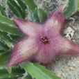 大花犀角(魔星花) 大花犀角(魔星花)
