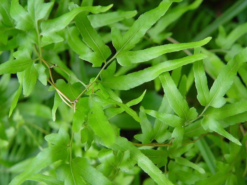 海金沙根(植物名稱) 海金沙根(植物名稱)