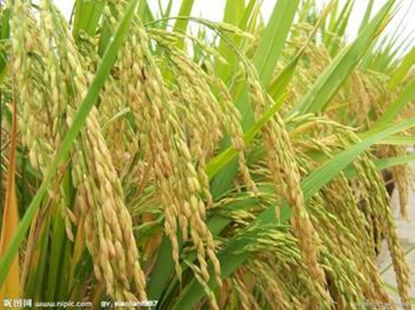 植物內生菌高產水稻