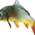 鮦魚 鮦魚
