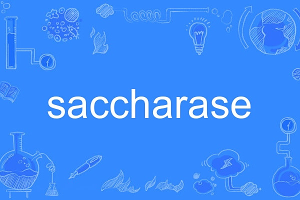 saccharase saccharase