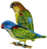 藍腰鸚鵡