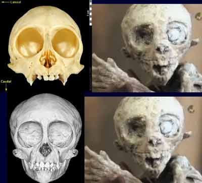 “外星人頭部”與松鼠猴顱骨比較