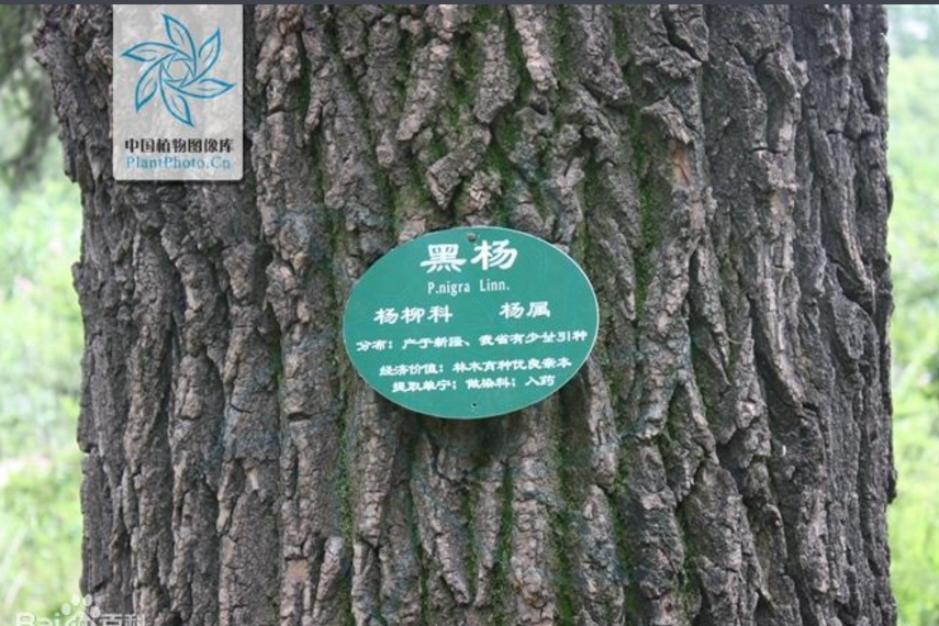 俄羅斯楊 俄羅斯楊