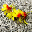 欒花 欒花