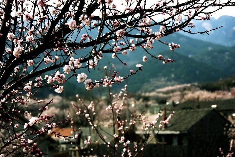 梧桐庵村