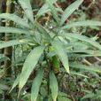 天南星(天南星目天南星科植物)