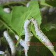 烏柏葉 烏柏葉
