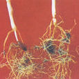 小麥禾穀胞囊線蟲病
