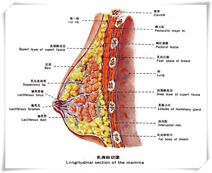 乳房剖面圖