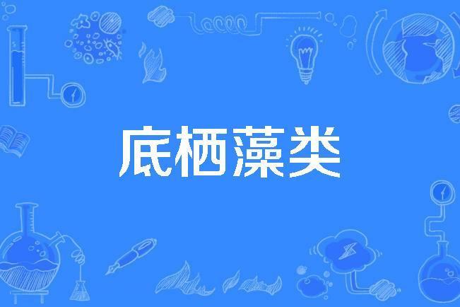 底棲藻類 底棲藻類